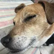 たいようの画像