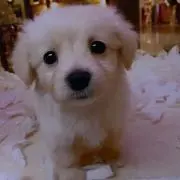 masha
