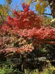 ヴィオの画像