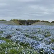 ゴルゾンの画像