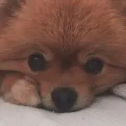 サボ