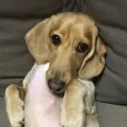 ゆきっぴ