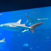 まさきんぐ