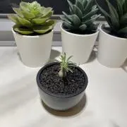 Sophiecort206の画像
