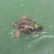 サク