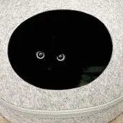 Demonsの画像