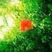 Akinamiの画像