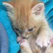 りょーこの画像
