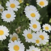 meiyingの画像