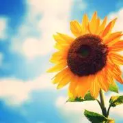 ひまわり❁プロフ必読の画像