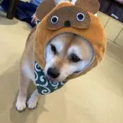 niwakasizinの画像