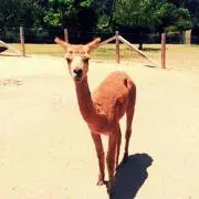 ありありの画像