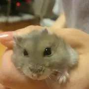 万吉の画像