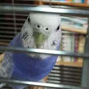 ピノの画像