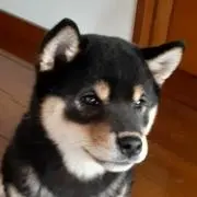 kosiyo0102の画像