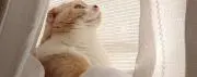 ガムガム◎即購入可の画像