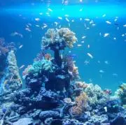 Payaの画像
