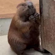 ビーバーの画像