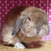 ロップ