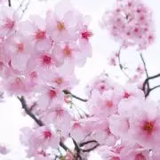 れこちゃん