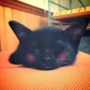 にゃん太郎の画像