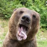 grr