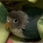 小鳥★眠らないで