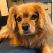 チャーリー