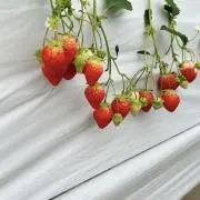 いちご