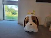 もちまるの画像