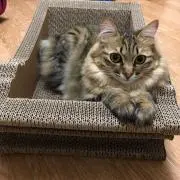 桃