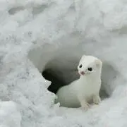 本間の画像