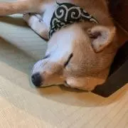 ぽんの画像