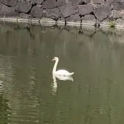 ママミニの画像