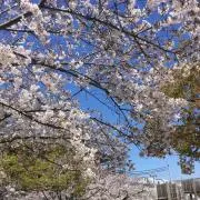 【メルカリ便発送】貴重！FFTCG エアリス　天野喜孝氏画　レガシー　フルアート メルカリ便発送】貴重！FFTCG エアリス 天野喜孝氏画 レガシー フル