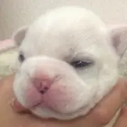 ハル吉の画像