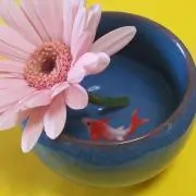ゆみちゃんの画像