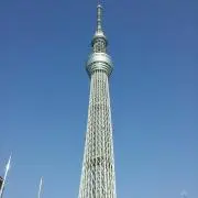 ヒラヤンの画像