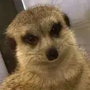 僕アンパンマンの画像