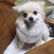 MOMIJI 断捨離 大量出品中の画像