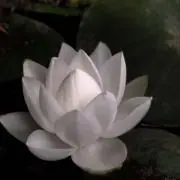白衣の画像