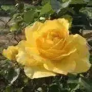 allyの画像