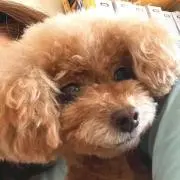ぽぽの画像