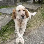 バロンの画像