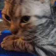 ツナ