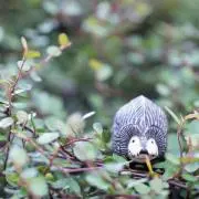 ハリネズミ