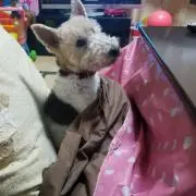 うー