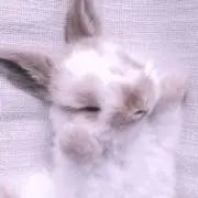 ばにちの画像
