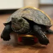 ꒰ა亀屋໒꒱の画像