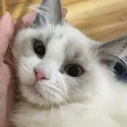 白ねこ